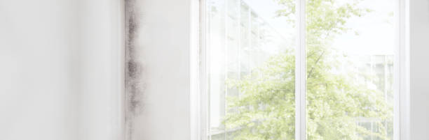 Best Comprehensive Air Testing for Mold Contaminants  in Pearsall, TX