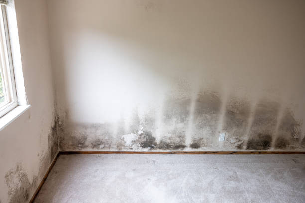 Best Forensic Mold Investigation  in Pearsall, TX