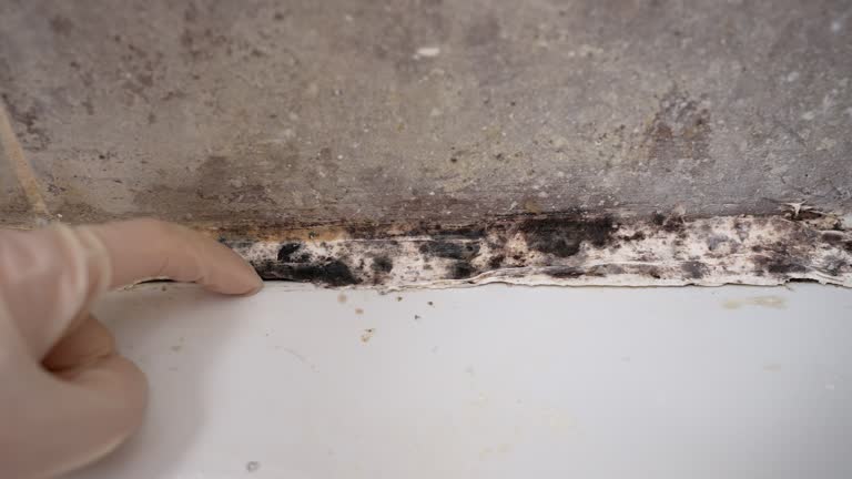 Best Mold Remediation for Healthcare Facilities  in Pearsall, TX