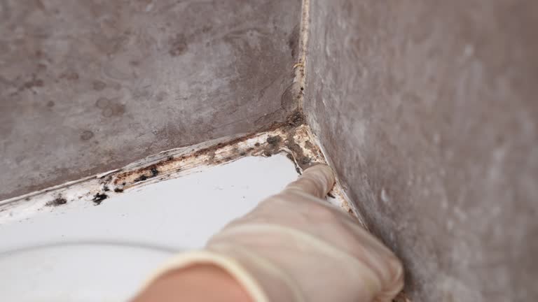 Professional Mold Removal in Pearsall, TX